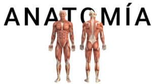 Protected: Curso de Anatomia 30 horas